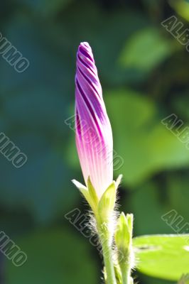 purple morning glory