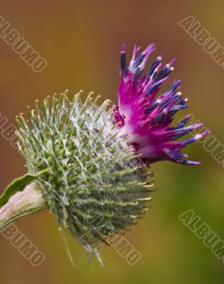 burdock