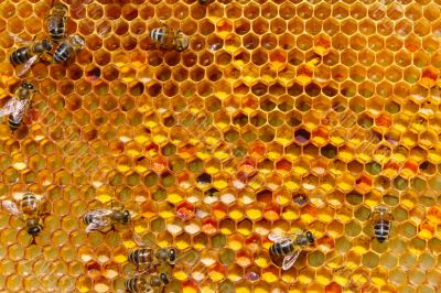 Storage of pollen