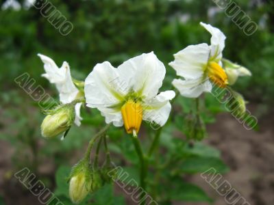  white flowers of potato