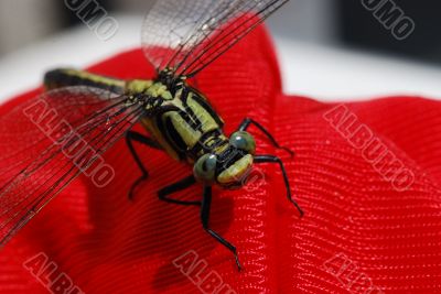 dragonfly on red