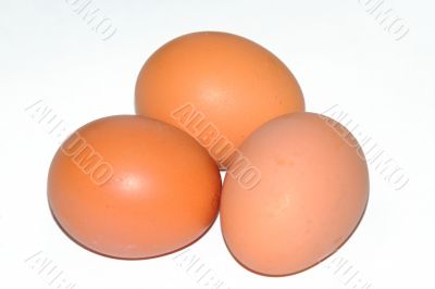  single egg 