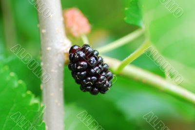black mulberry