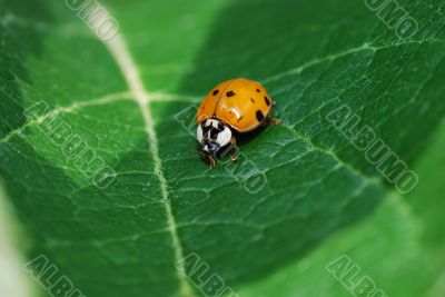ladybug sitting on leaf