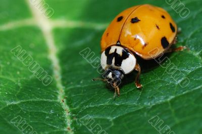 ladybug macro view