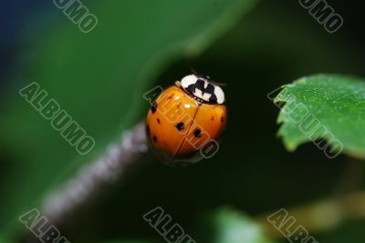 little ladybug