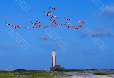 Flamingo