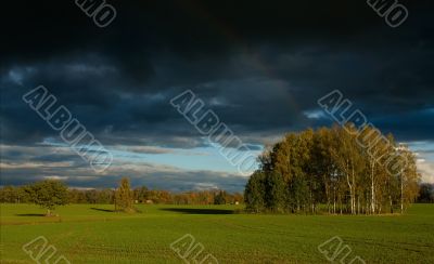 birchwood in field