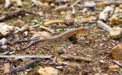 Iguana