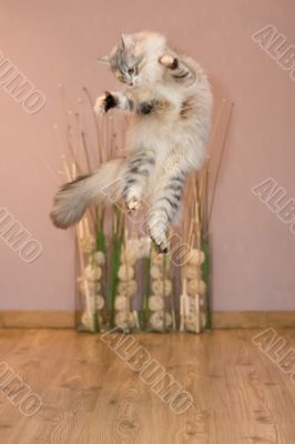 flying cat