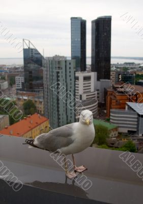 sea gull