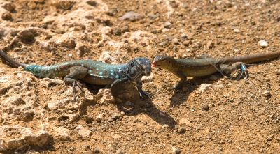 Iguana 