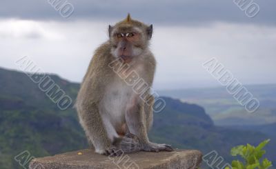 Monkey