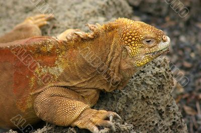 Iguana 
