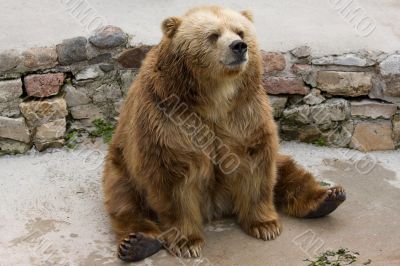 brown bear