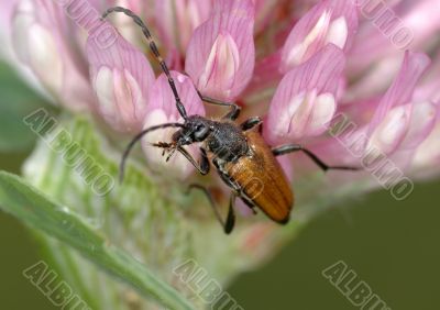 Longicorn beetle on a flower. 