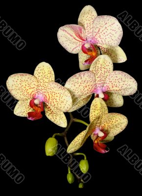 Orchids