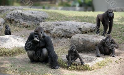 Gorillas
