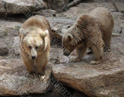 Syrian bear