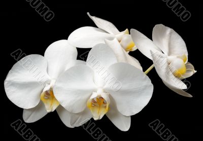 Orchids