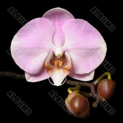 Orchids