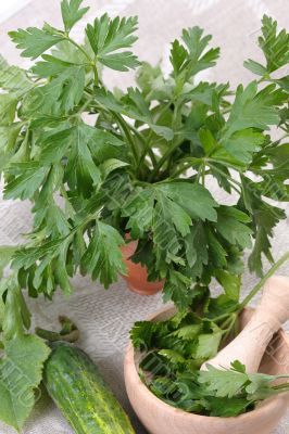 Parsley (Petroselinum crispum)