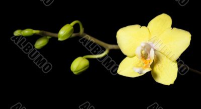 Orchids