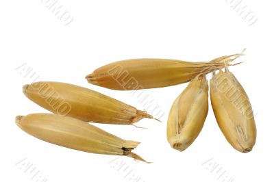 Oats