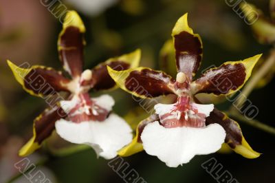 Orchids