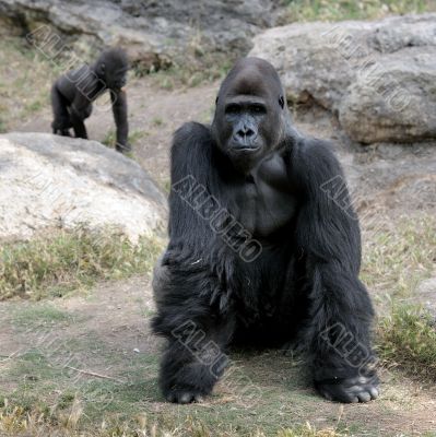 Gorillas