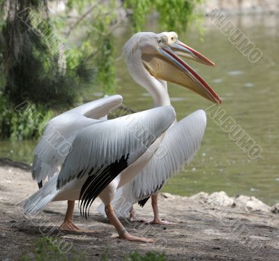 Pelican