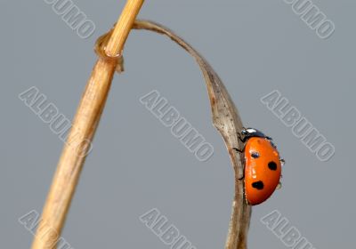 Ladybird on a blade of grass