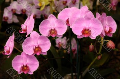Orchids