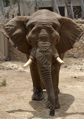 Elephant