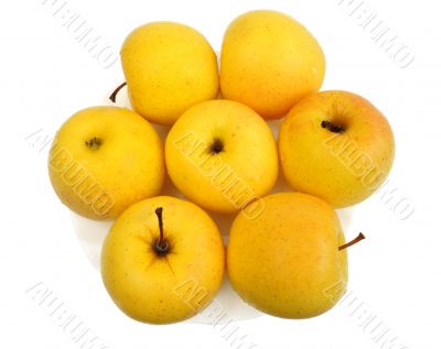 Yellow apples, isolated