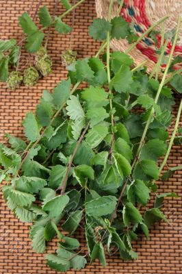 Burnet (Saguisorba officialis).