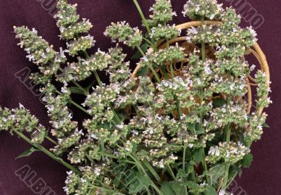 catmint (Nepeta cataria)