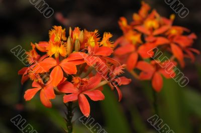 Orchids