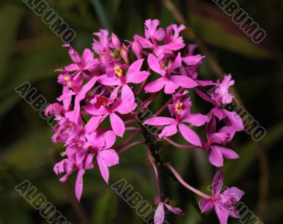 Orchids
