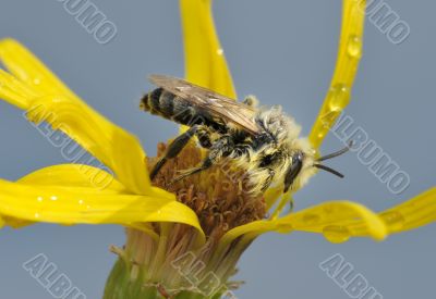 A bee on a flower