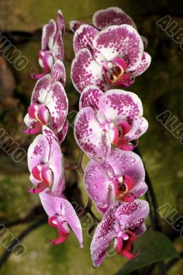 Orchids