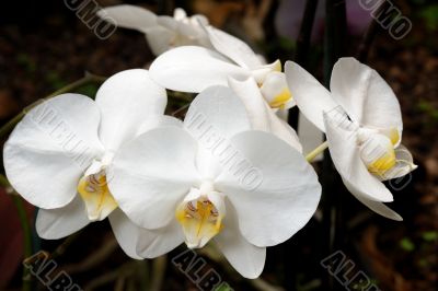 Orchids