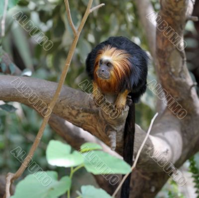 Monkey