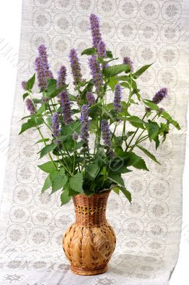 Korean Mint (Agastache rugosa).