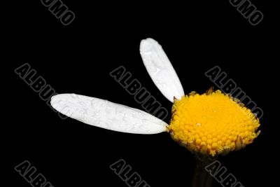 Flower of chamomile.