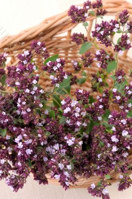 Origan (Origanum vulgare)