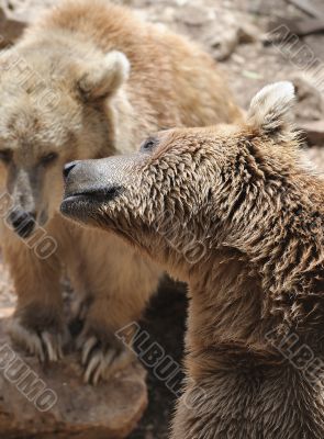 Syrian bear