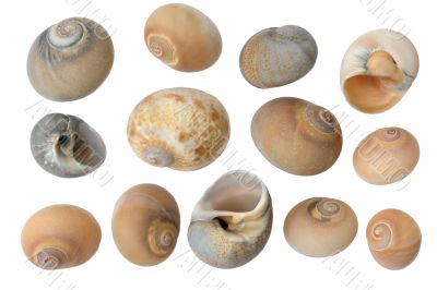 
Seashells