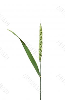 Ear Of Wheat