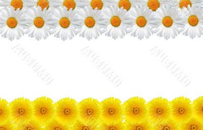 Flowers Frame